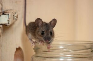 Read more about the article How to Keep Mice Out Of a Caravan