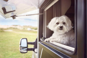 Read more about the article Can You Keep Pets In A Caravan?